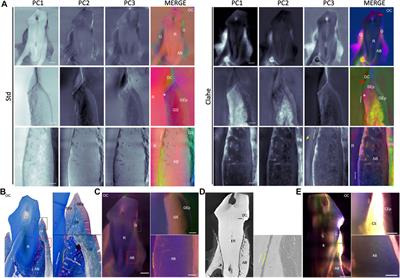 A Spectral Principal Component Analysis-Based Framework for Composite Hard/Soft Tissue Fluorescence Image Investigation
